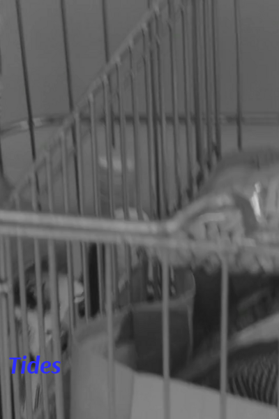 Tides